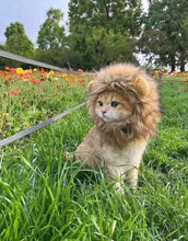Afbeelding in Gallery-weergave laden, Kitty the Lion! Pet Outfit-Furbaby Friends Gifts