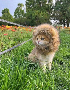 Kitty the Lion! Pet Outfit-Furbaby Friends Gifts