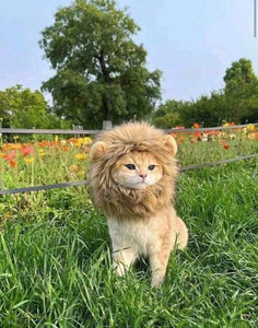 Kitty the Lion! Pet Outfit-Furbaby Friends Gifts