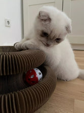 Afbeelding in Gallery-weergave laden, Magic Organ Cat Toy-Furbaby Friends Gifts