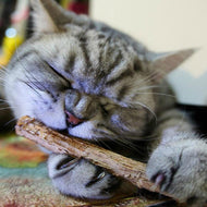 Natural Kitty Dental Sticks-Furbaby Friends Gifts