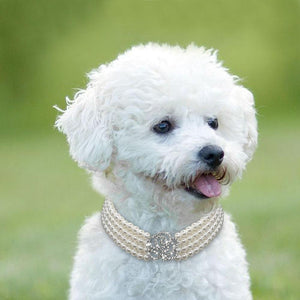 Pearl Necklace Collar-Furbaby Friends Gifts