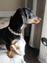 Afbeelding in Gallery-weergave laden, Pearl &amp; Ribbon Pet Necklace-Furbaby Friends Gifts