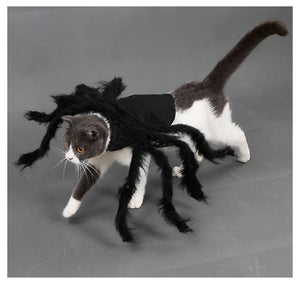 Pet Halloween Spider Outfit!-Furbaby Friends Gifts